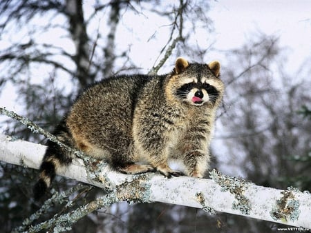 Raccoon on a tree - animal, nature, snow, raccoon, mammal