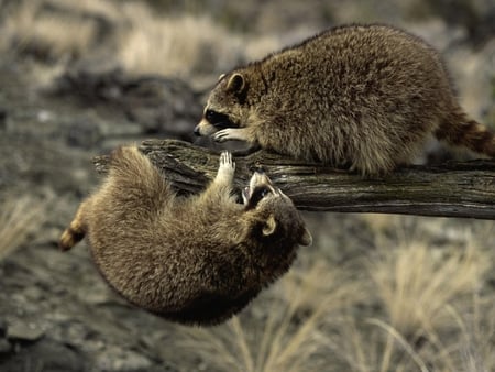 Two racoons playing - animal, raccoon, play, nature, mammal