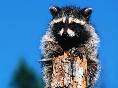 Raccon on a tree trunk - raccoon, animal, nature, mammal