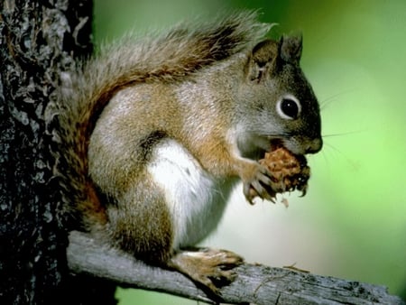 Squirrel - animal, nature, mammal, squirrel