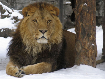 Lion in the snow - animal, winter, nature, snow, lion, mammal