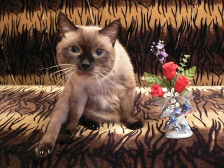 Cat and flowers in a vase - nature, mammal, cat, animal, feline, flower, kitten