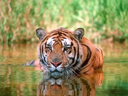 Tiger in the water - animal, water, feline, mammal, tiger