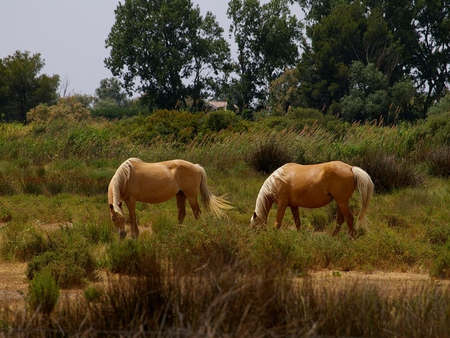 Horses in field - animal, nature, grass, mammal, horse, life