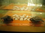 My turtles