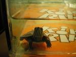 My turtle