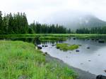 Alaskan Rainforest