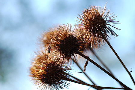 Weeds - weeds, flower, nature, ukrudt