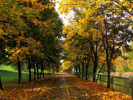 walk in the autumn park - yellow, romantic, road, walk, leaves, nature, autumn, october, park