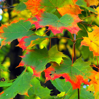 maple in autumn