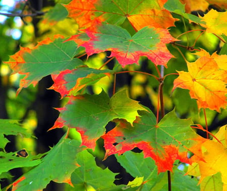 maple in autumn - autumn, red and green, beauty, forest, maple leaves, october, leaves