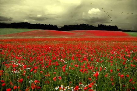 red fields - flowers, blooms, nature, fields, red, nice, sky