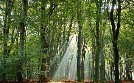 forest - shine, forest, lights, sunlights, rays, sun, plants, nice, tree, trees, nature, green