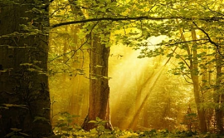 shining dawn - trees, yellow, sunlights, forest, tree, nature, rays, lights, green, plants, nice, sun, shine