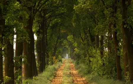 long road - trees, way, green, tree, grass, road, plants