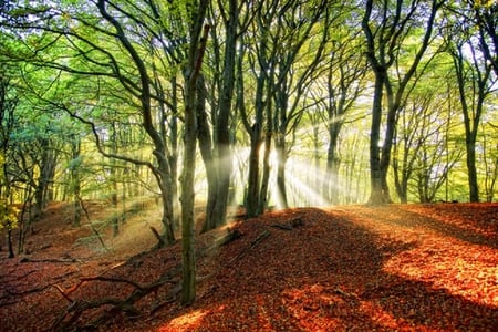 rays in forets - rays, nice, trees, sun, shine, sunlights, plants, nature, forest, green, tree, lights