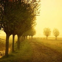 trees fields