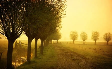 trees fields - land, yellow, tree, fields, trees, nature, grass