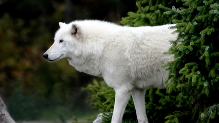 Lobo Blanco - lobo, blanco, fuera delo comun, poderoso