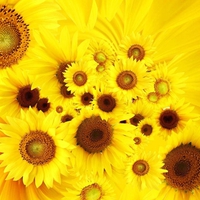 sunflowers