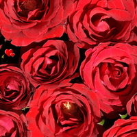 Beautiful Roses