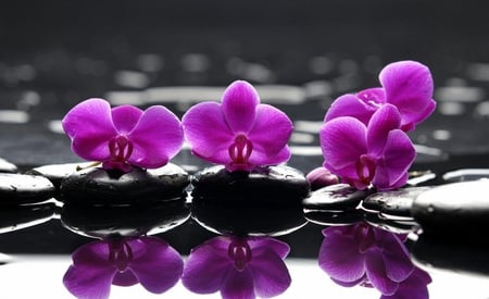 orchids - flowers, orchid, purple, beautiful