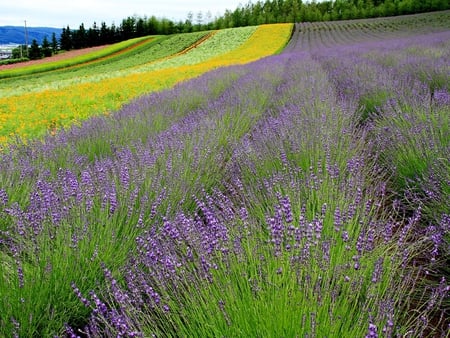 Flower Farm - blooms, trees, hills, yellow, colour, lavendar, orange, red, green, field