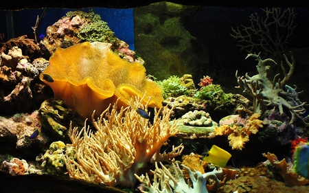 Underwater colour - coral, aquarium, beauty, colourful, fish, rocks