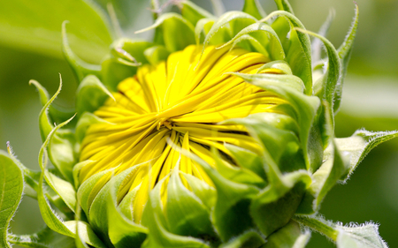 still sleeping - nature, yellow, flower, photography