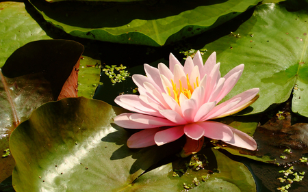 resting on the water - nature, flower, pink, photography