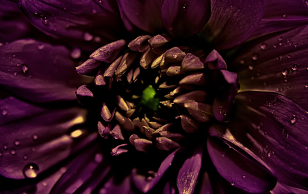 deep purple - nature, purple, flower, photography