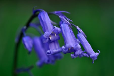 purple beauty - nature, purple, flowers, photography