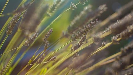 enjoying summer - nature, closeup, wheat, photography