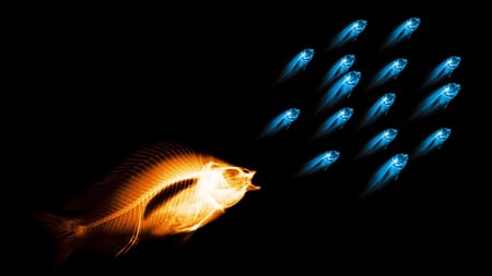 x ray fishies - blue, photography, orange, dark, clors, bright, marine lfe, fish, animals