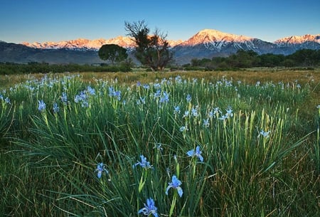 fresh fields - flowers, grass, blue, sky, plants, fields, nature, mountain, green