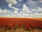 tulips and clouds