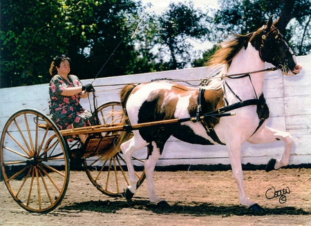 Tri-Colored Saddlebred Driving - driving, paint, tri-colored, saddlebred