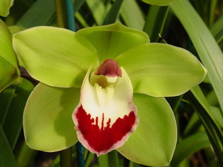 Cymbidium Orchid - cymbidium, flower, big, orchid, green