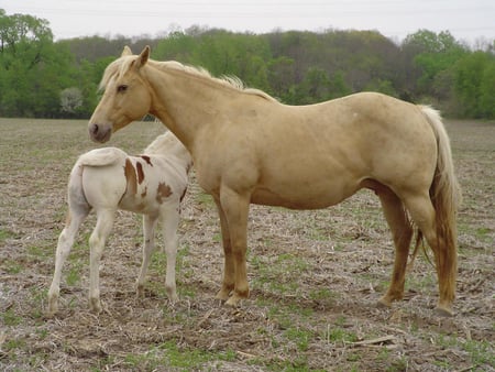 Quarter Horses - blonde mare, quarter horses, horse, foal