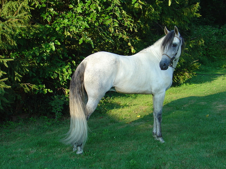 Grey Beauty - beauty, stallion, grey, horse