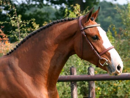 blingblingasite - white markings, harness, horse, brown horse