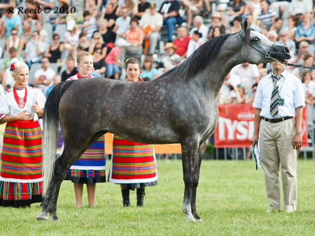 Sefora the Grey - horse, grey, stallion, sefora