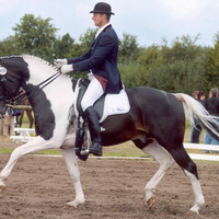 Sambertino Saddlebred