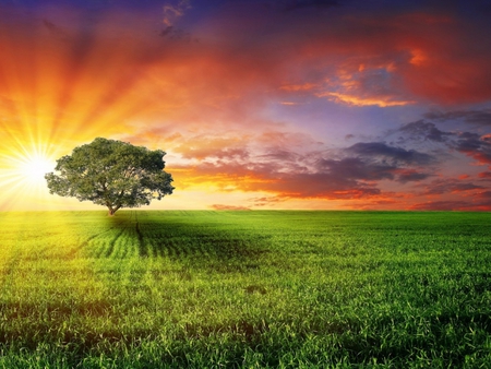 Sunsrise for Life - fields, horizon, rays, sky, sunlight, sun, nature, view, life, clouds, beautiful, tree, grass, sunrise, new