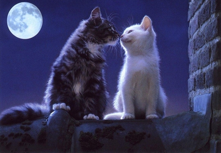 Cats - moon, evening, animals, cats