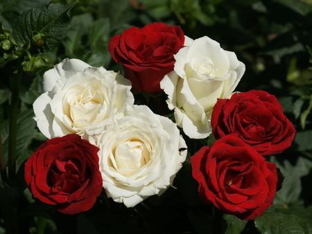 Red Roses & White Anturium - white, anturium, roses, red