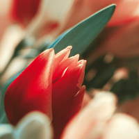 Red Tulips