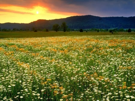 Sunset Springfield - season, hill, sky, landscape, sun, field, mountains, sunset, spring, nature, view, clouds, scenery, flowers