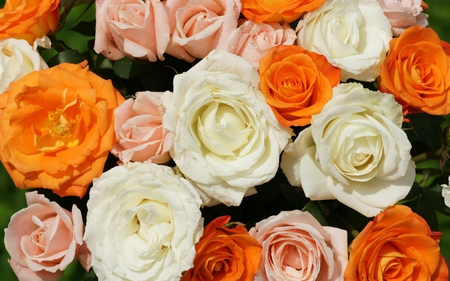 ~Colorful Roses - colorful, clorful, roses