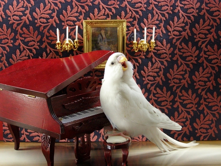 Bird Song - singing, song, piano, budgerigar